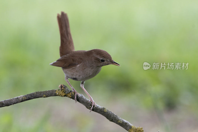 夜莺（Luscinia megarhynchos）